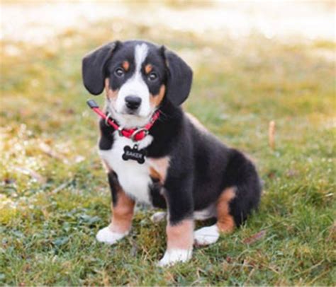 Entlebucher Mountain Dog Beagle Mix Cute Of Animals