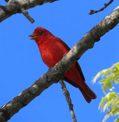 Summer Tanager Img0795e St Louis County Bee Tree Park Flickr