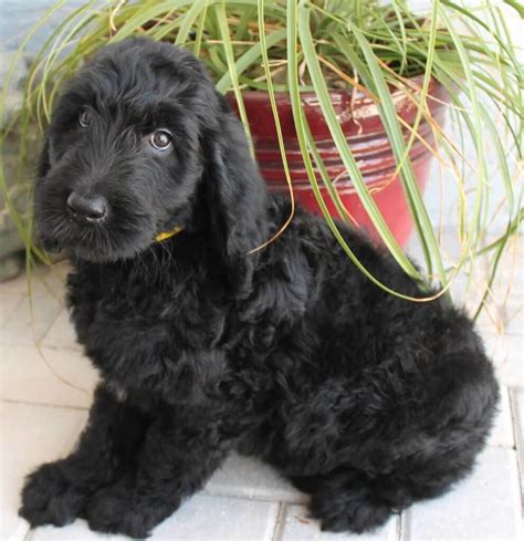 Beck kennel is a proud member of the goldendoodle association of north america offering quality family raised tuxedo goldendoodle puppies. Bringing Home the Perfect Goldendoodle Puppy - Varieties ...