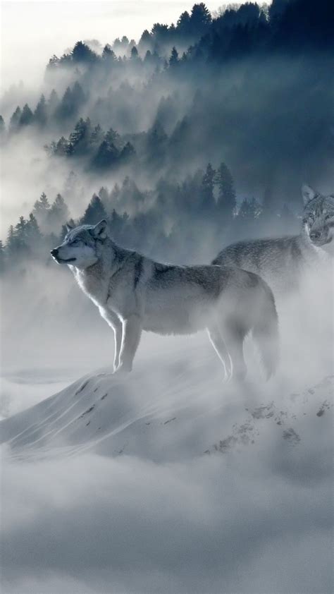 Snow Wolf In X Resolution Snow Wolf