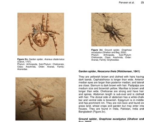 Garden spider, Neoscona theis (Walckenaer, 1841). Phylum ...
