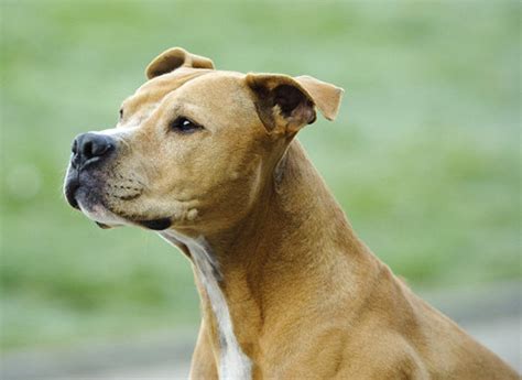 fighting dog breeds  pictures dogbreedscom
