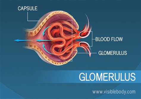 What Is Filtered In The Glomerulus Holland Woorkepark