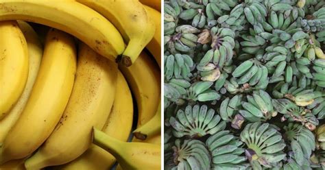 Banana Vs Plantain Explained Gardening Channel