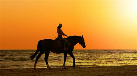 Sunset Beach Horse Riding Adventure In San Diego In San Diego Book