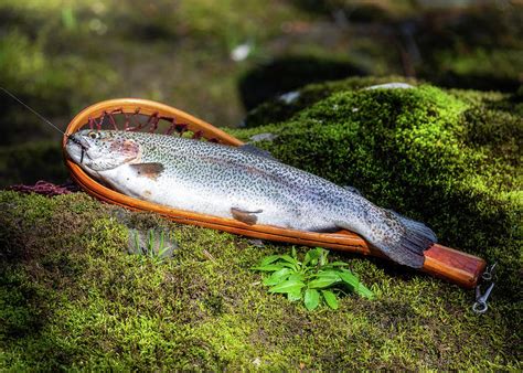 Fishing for rainbow trout in fishlake national forest. Rainbow Trout North Carolina Mountains Photograph by ...