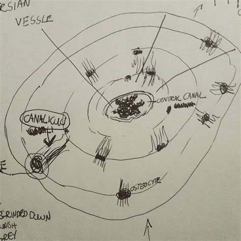 Diagram with articular cartilage, marrow, medullary cavity and periosteum. Studying the composition of bones. This is an osteon from ...