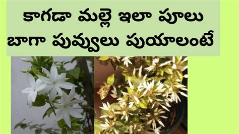 Kagadamalle Mokka Puli Baga Puyalante Gardening YouTube