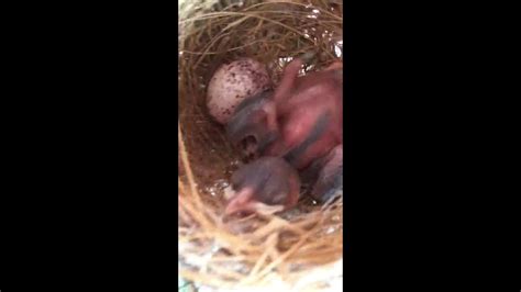 Baby Bird In Nest Youtube