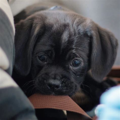 Our New Black Puggle Puppy Burton Guster Was Finally Able To Come