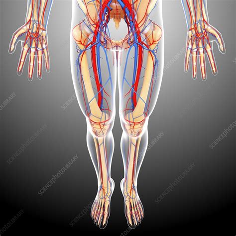 Learning to see and draw energy. Lower body anatomy, artwork - Stock Image - F006/0936 ...