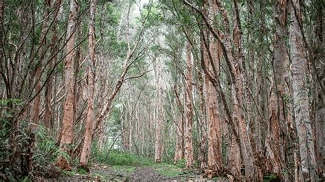 Eucalyptus Forest By Aroma Retail Aroma Retail Fragrance Oil