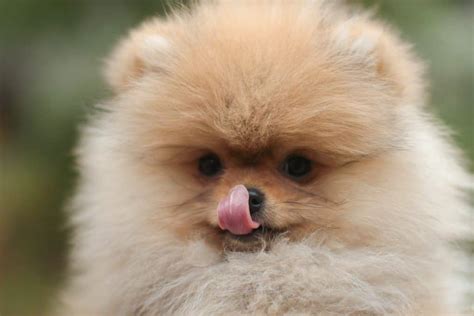 Teacup Pomeranian Breed Information 13 Things To Know Your Dog Advisor