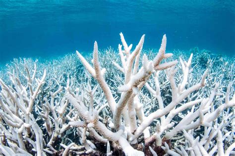 The Ocean Has Issues 7 Biggest Problems Facing Our Seas And How To
