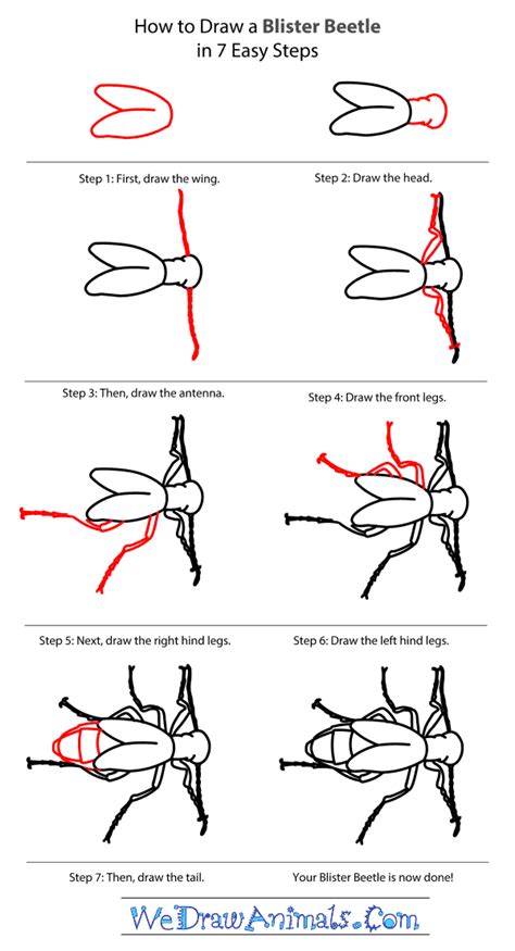 How To Draw A Blister Beetle