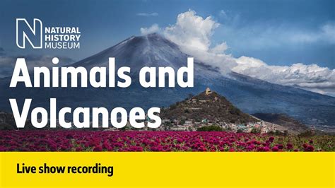 Animals And Volcanoes Live Talk With Nhm Scientist Youtube