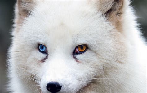 Wallpaper Fox Brown Eyes Blue Eyes Animal Wildlife Fur Ears