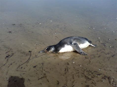 NUAC AMBIENTAL Animais mortos encontrados na praia de Atlântida Sul
