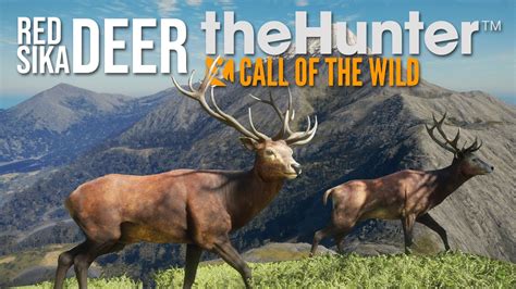 Red Deer And Sika I Nya Zealand The Hunter Call Of The Wild Youtube