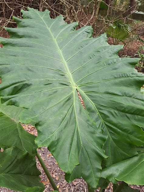 See full list on gardeningknowhow.com Alocasia Portidora Cold Hardy Giant Elephant Ear Plant in ...