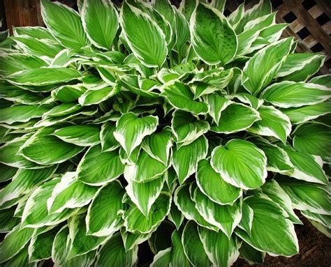 We did not find results for: 10 Best Perennials for Shade - Do It All Working Mom