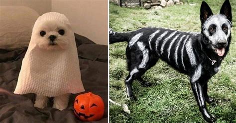 Los Mejores Disfraces De Halloween Para Mascotas
