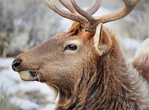 Elk Face Photograph By Greg Lewis Fine Art America