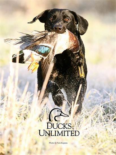 Hunting Duck Ducks Backgrounds Dog Unlimited Wallpapers
