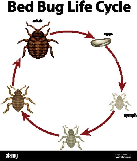 diagram showing life cycle of bed bug stock vector image and art alamy