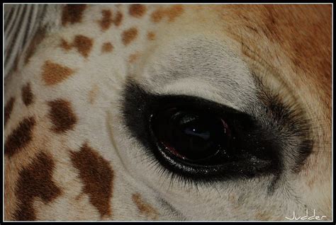 Giraffe Eye Flickr Photo Sharing