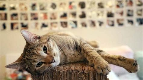 Pada artikel ini, kita akan membahas kucing yang muntah kuning. 13 Penyebab Kucing Muntah & Cara Mengatasinya | Republik SEO