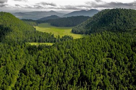 Los Bosques De México Tienen En Las Comunidades A Sus Mejores Aliados