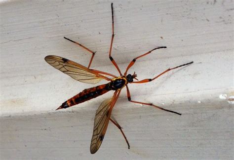 Tiger Crane Fly Whats That Bug