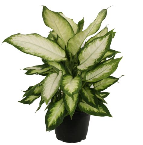 Costa Farms Live Indoor 12in Tall Green Dieffenbachia Indirect Sunlight Plant In 6in Grower