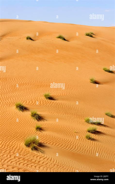 Sultanate Of Oman Ash Sharqiyah Desert Of Wahiba Sands Stock Photo