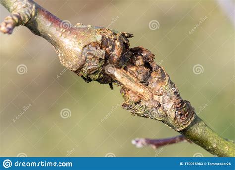 Canker On An Apple Tree Stock Image Image Of Dying