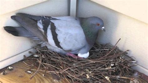 The Pigeon Nest Pigeon Nesting Habits And Behaviors Daily Birder
