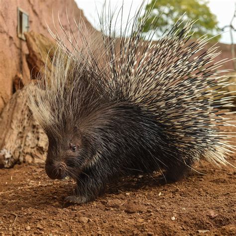 Porcupine Meet Our Animals Plan Your Day Chester Zoo