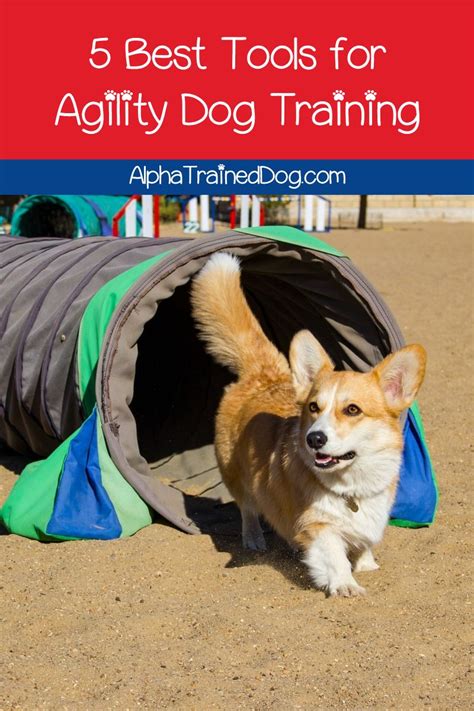 What Are The Best Agility Training Tools For Dogs Read On To Discover