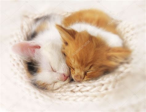 Two Sleeping Kittens — Stock Photo © Azzzya 2322773