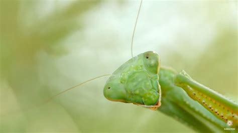 The Love Life Of A Praying Mantis Is An Unsettling Thing
