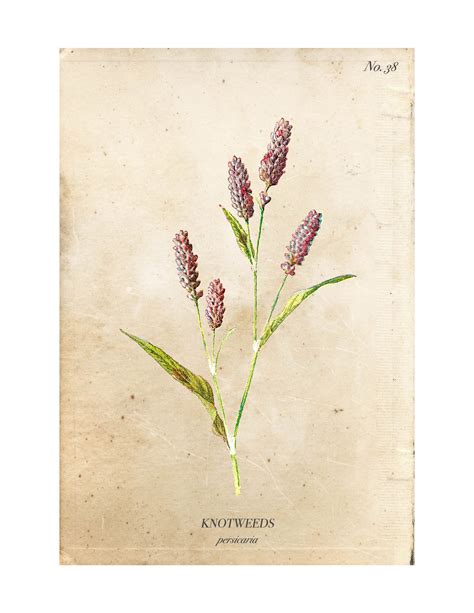 Free Vintage Botanical Printables Printable Templates