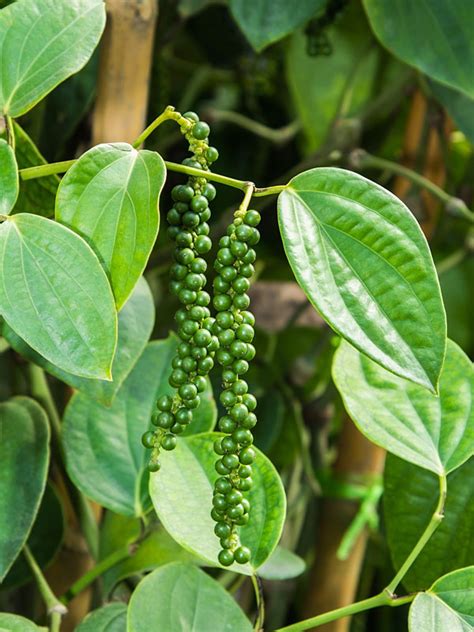 What Is A Black Pepper Plant