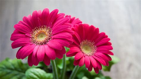 Best Hd Wallpapers For Laptop 1080p With Pink Daisy Flower Images Hd