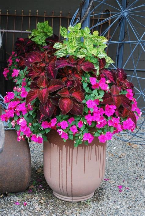 183 Best Images About Mixed Flowers For Pots By Pool On Pinterest