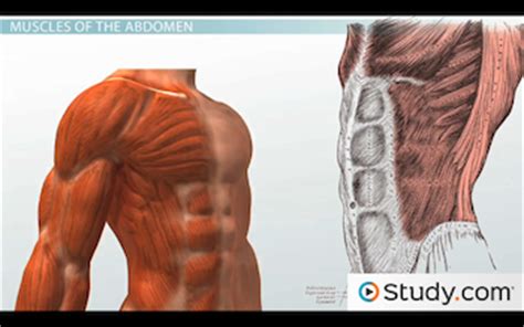 This is a synovial joint, its bony surfaces are covered by fibrocartilage and it has a fibrocartilaginous disc. Function & Anatomy of the Muscles of the Chest and Abdomen - Video & Lesson Transcript | Study.com