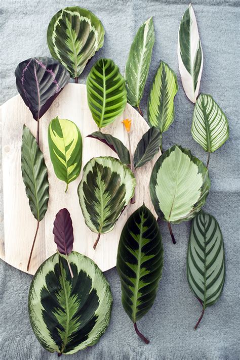 When it does you can start fertilizing it about every two weeks with a good liquid houseplant. Calathea | The joy of plants