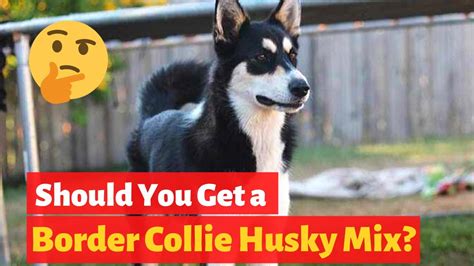 Everything About The Border Collie Husky Mix Is This Mix Breed Right