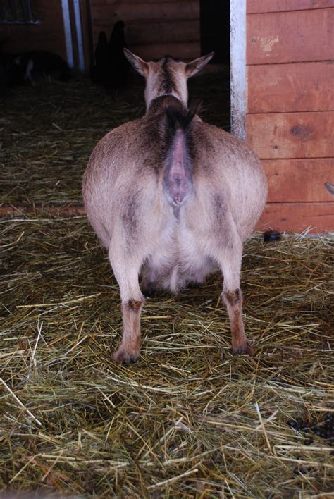 It is better to breed the female goat once a year. Life in the Goat Lane: Preggy Goat Bellies