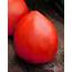 Indiana Red Tomato  A Comprehensive Guide World Society